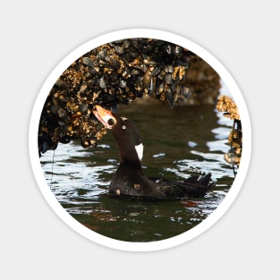 Surf Scoter Seaduck Feeding on Mussels at Low Tide Magnet